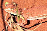 Long-tailed Sand Dragon (Ctenophorus femoralis)